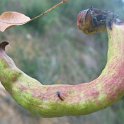 Agallas (Pistacia terebinthus) (4)